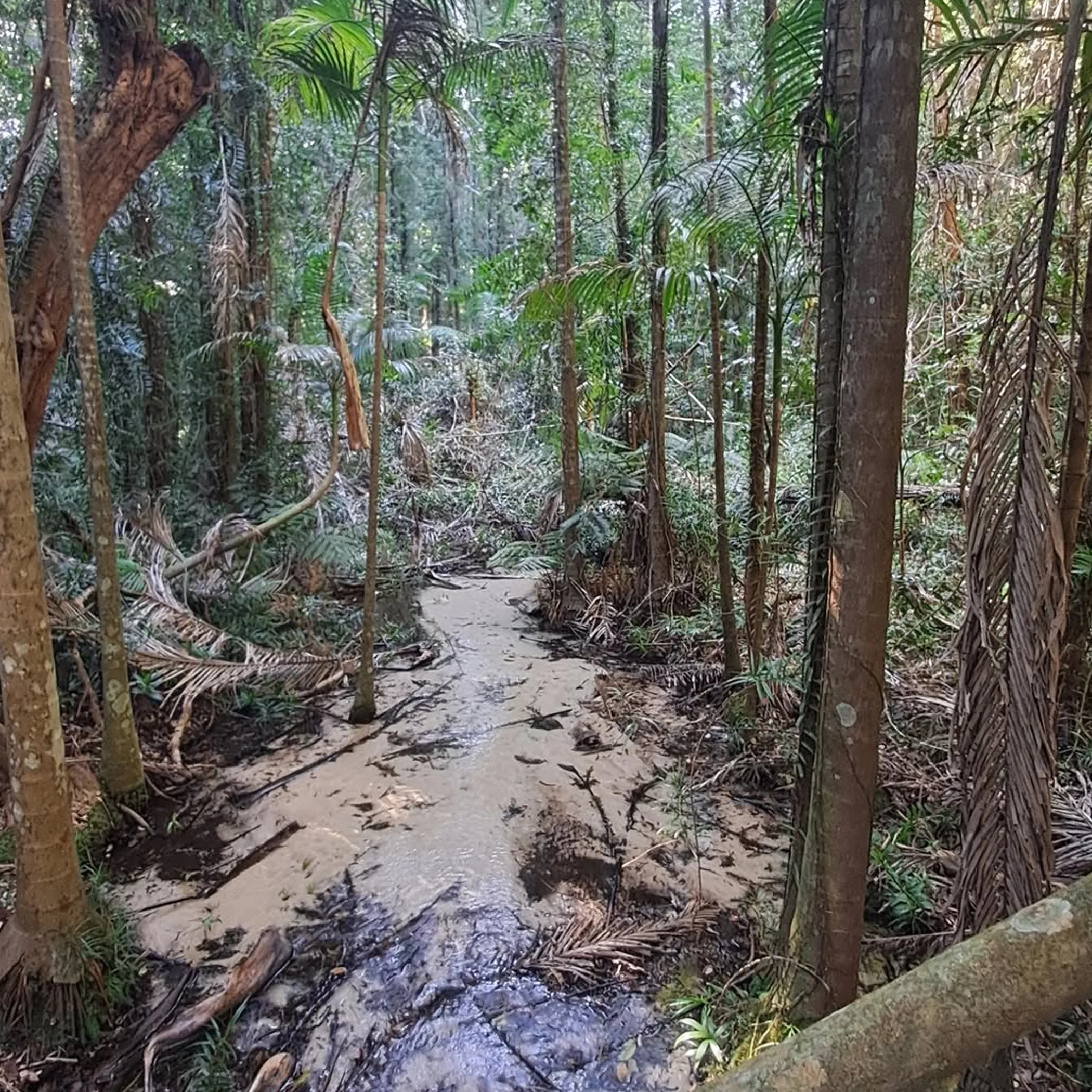 ancient rainforest trail